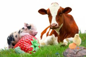 Комбикормовая промышленность