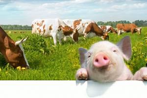 Кормовые добавки