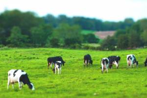 Ароматизаторы для кормов